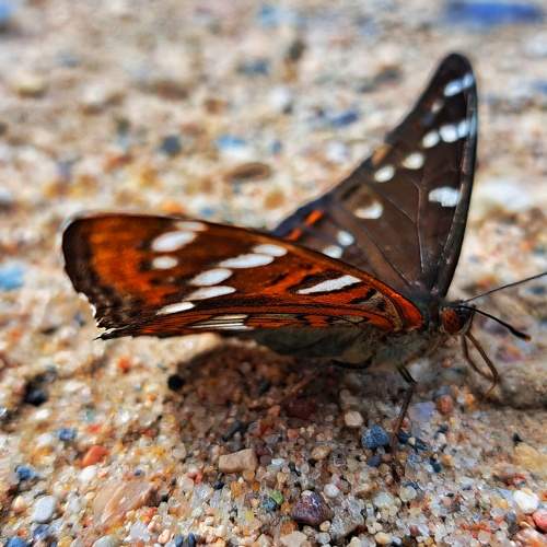 Photo #9301687