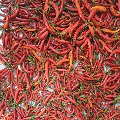 Photo #9302089
