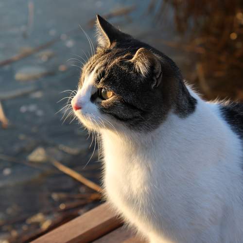 Photo #9304627