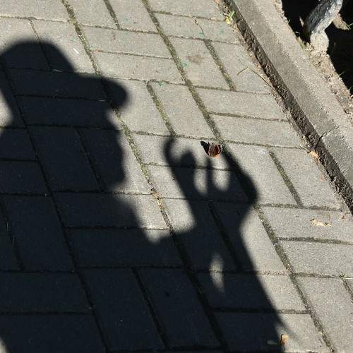 Photo #9305682