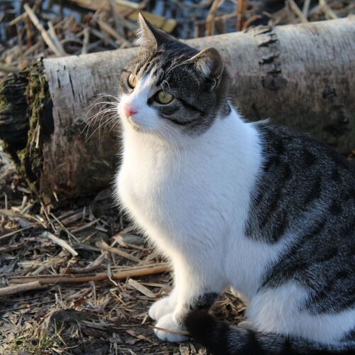 Photo #9305737
