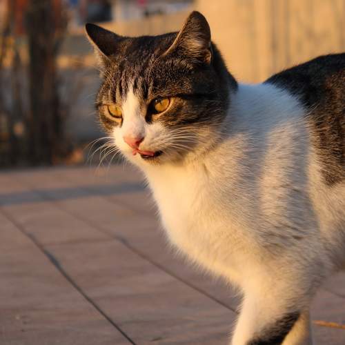 Photo #9305738