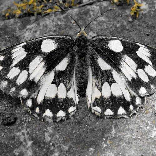 Photo #9307790