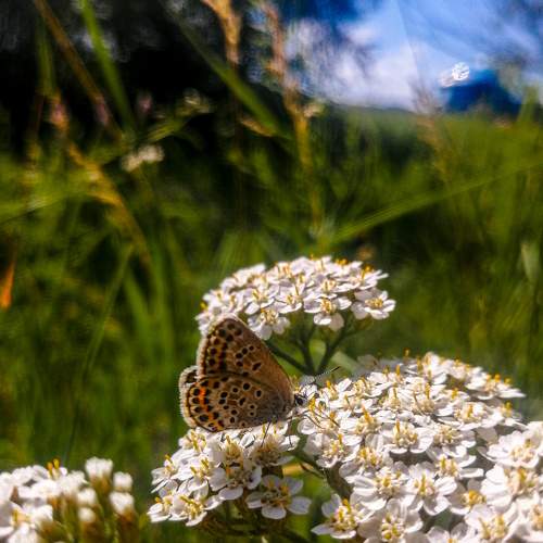 Photo #9307857