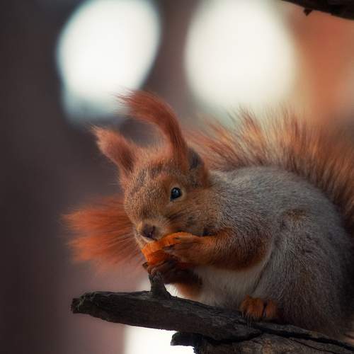 Photo #9308171