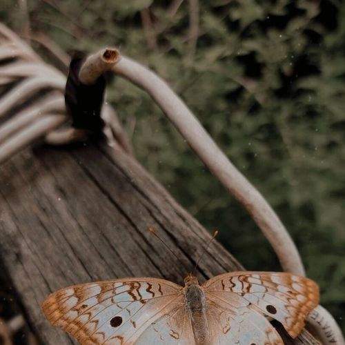 Photo #9308858