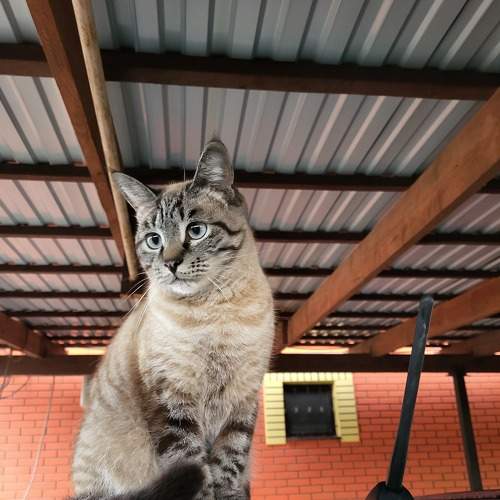 Photo #9309530