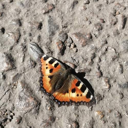 Photo #9312210