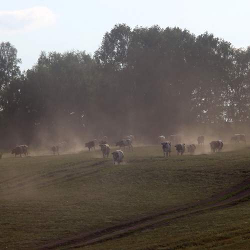 Photo #9315175