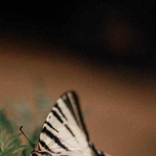 Photo #9315293