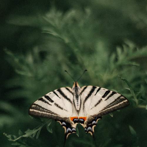 Photo #9315294