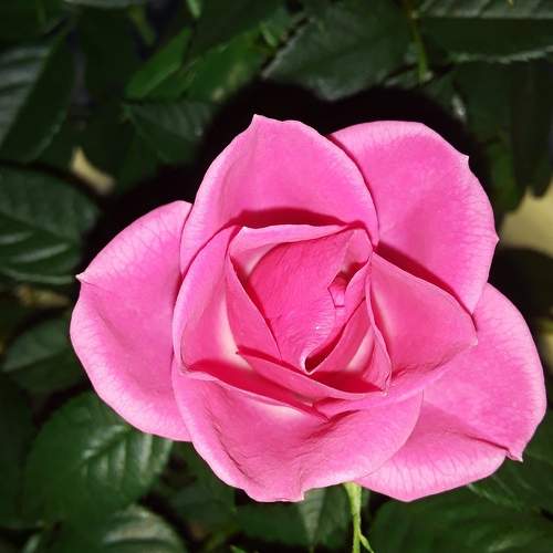 Photo #9316070
