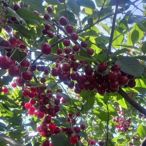 Photo #9318002