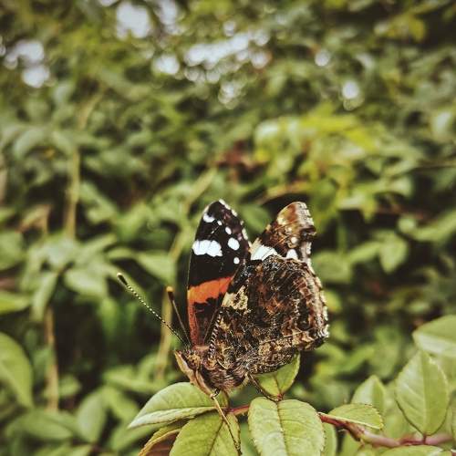 Photo #9319112