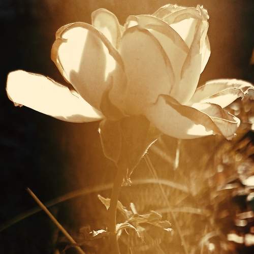 Photo #9320203