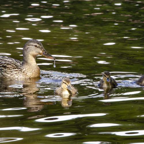 Photo #9320661