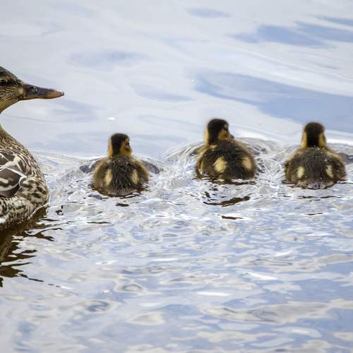 Photo #9320662