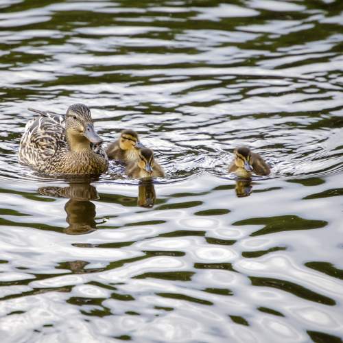 Photo #9320664