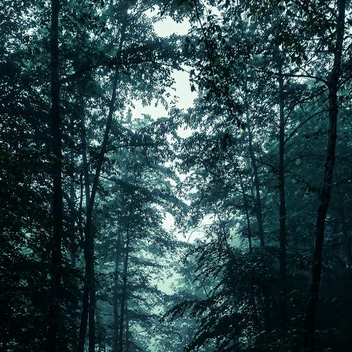 Photo #9321071