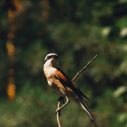 Photo #9321193