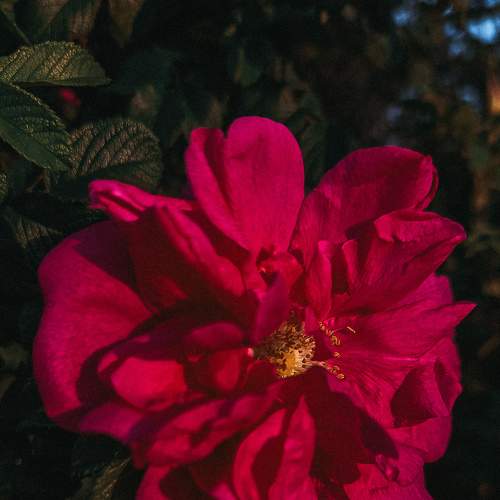 Oh, my love, like a red red rose