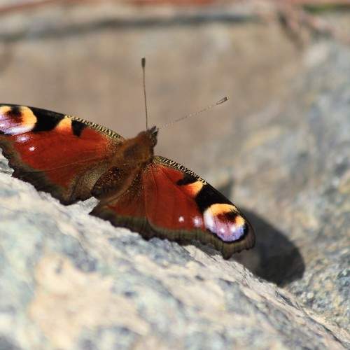 Photo #9323682