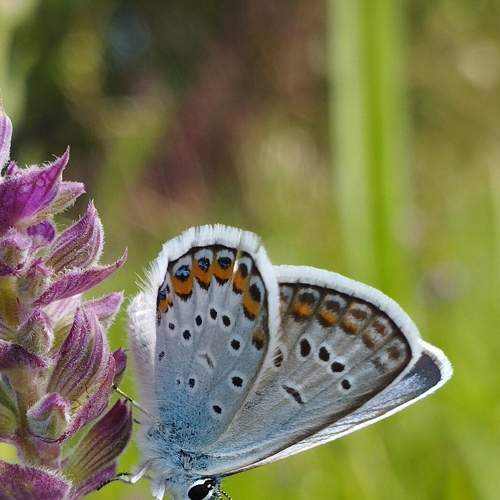 Photo #9323797