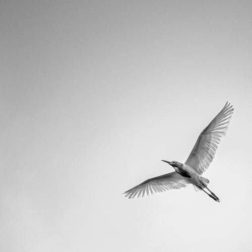 Dream Fly