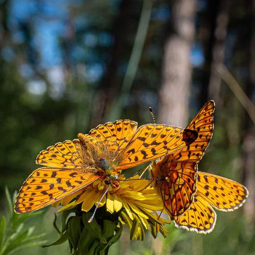 Photo #9328516