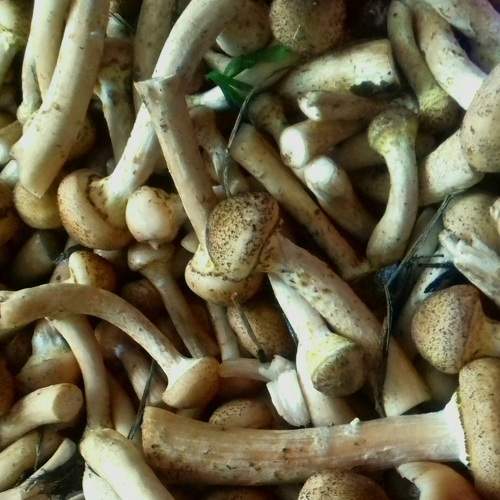 Photo #9329737