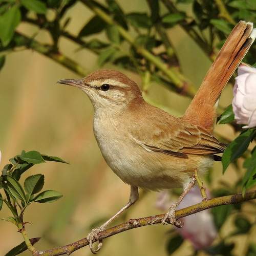 Photo #9330136