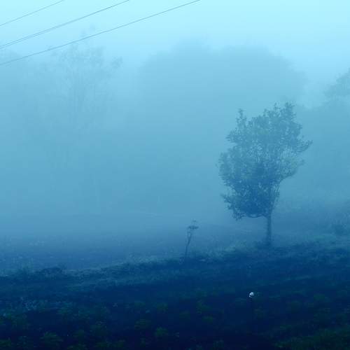 Farm In FOG