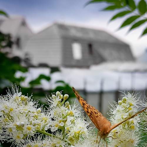 Photo #9330726