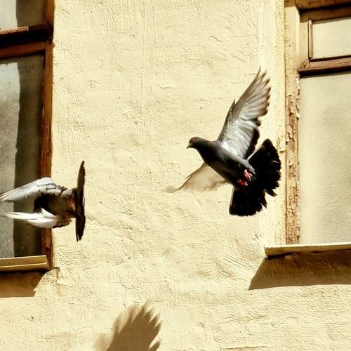 Photo #9330775
