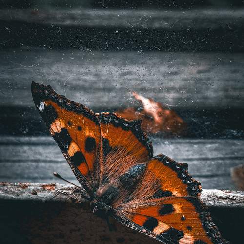 Photo #9331800