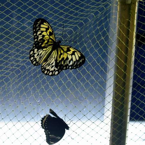 Photo #9332265