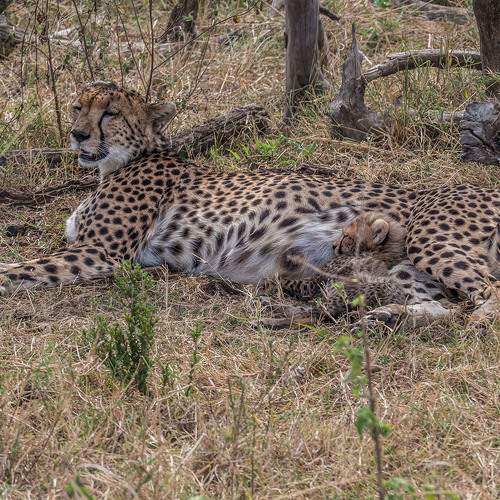 Photo #9332673