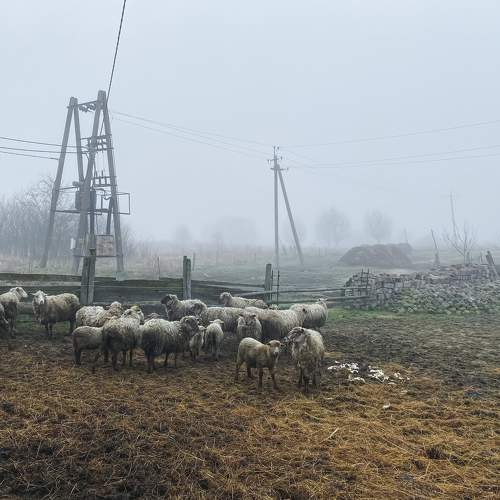 Photo #9334709