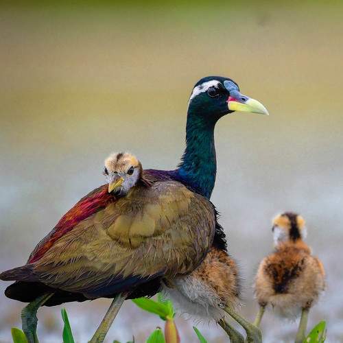 Photo #9334939