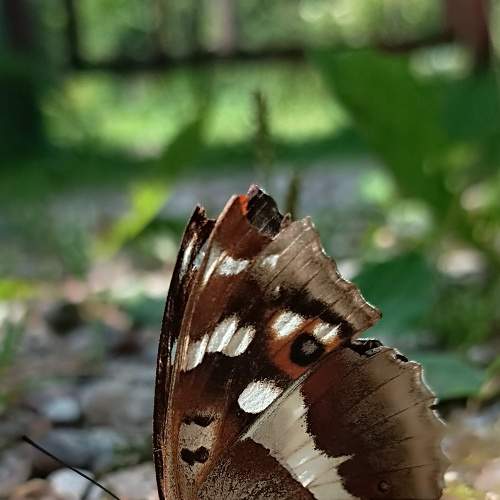 Photo #9335735