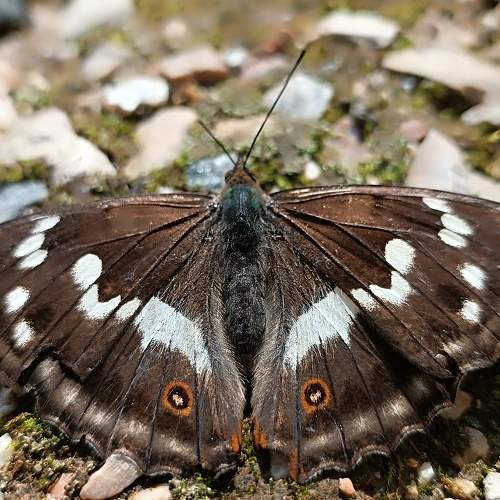 Photo #9335736