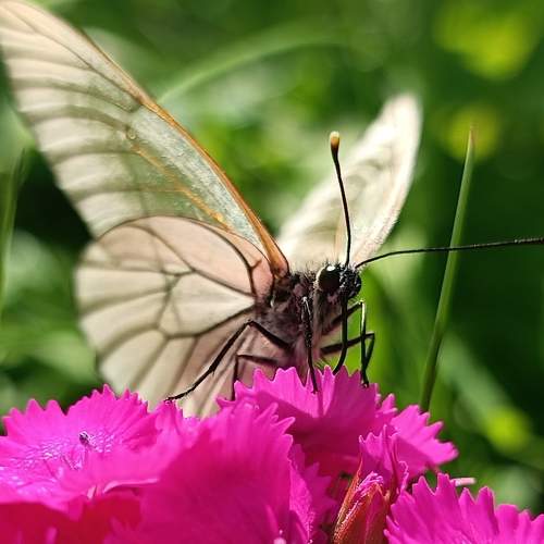 Photo #9335753