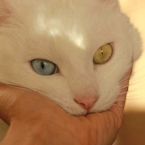 Photo #9336110