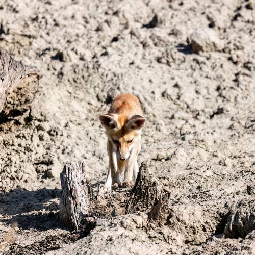 Curious Fox Pup