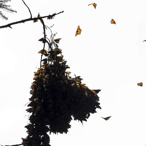 Photo #9339417