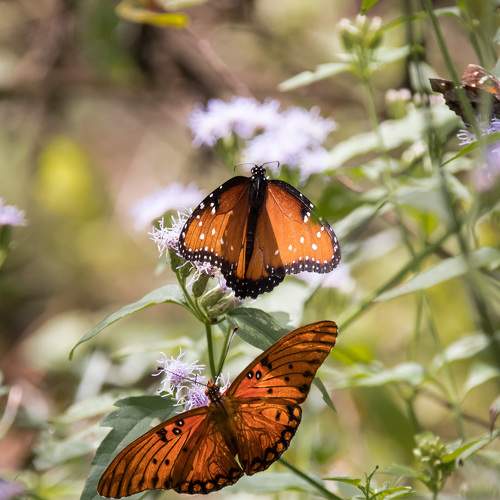 Photo #9339630