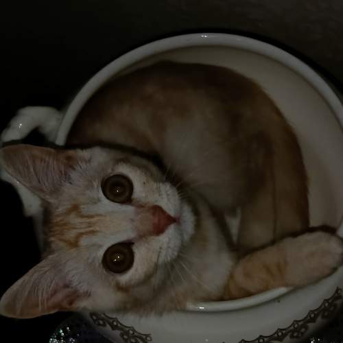 Photo #9341521