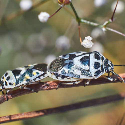 Photo #9344057