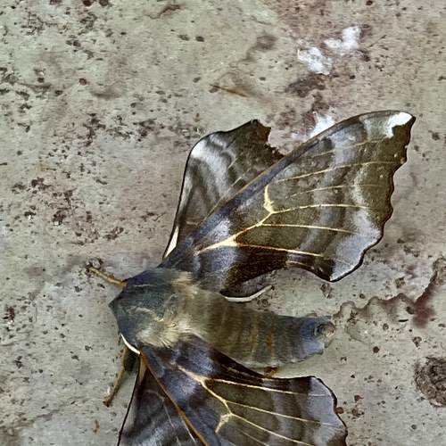 Photo #9344409