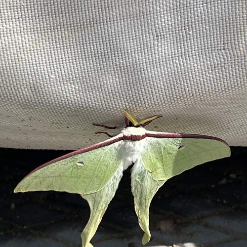 Photo #9344411